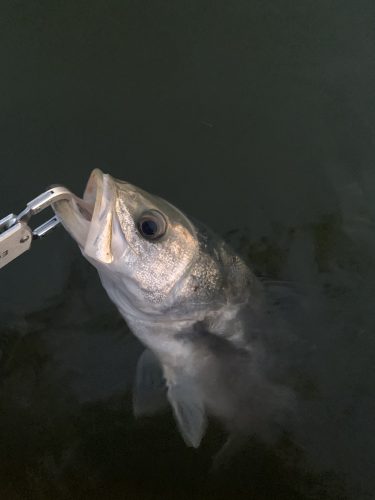 久しぶりの釣果！シーバス60㎝。とりあえず今シーズン一本目。人気のルアーはやっぱり釣れる！