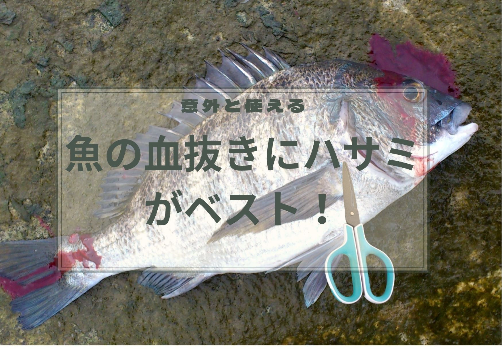 魚の血抜きはハサミがベスト！血抜き用ハサミでナイフは卒業です。 – hirame blog